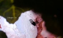 Amateur Asian Solo Fucking On Cam