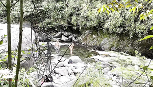 BBW Latina Was Wild Fucked Outdoor In Woods